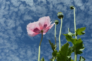 A Poppy and a Blue Sky
