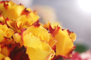 Gelbe Rosen mit rotem Rand