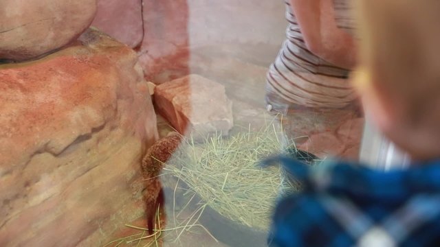 boy looking at meerkat in zoo