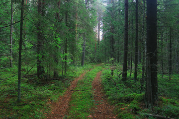 Summer in the park trees alley