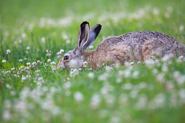 Rabbit eating grass