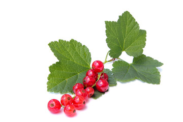 red currants on a white background