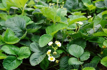 клубника листья