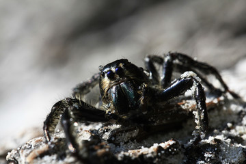 macro insects in nature