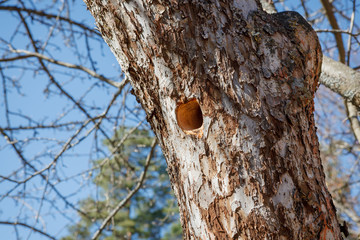 Woodpecker nest in apple tree