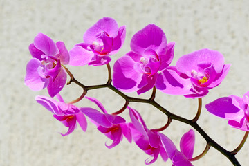 Pink orchid flowers closeup