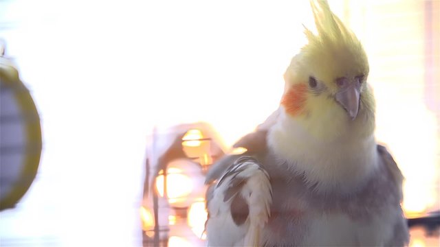 Cockatiel In Cage Looking At Camera With Sunset Background