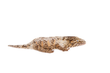 Obraz premium The New Caledonian giant gecko on white