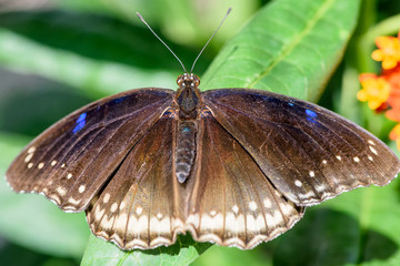 Brown Butterfly with blue dots sitting on a green leaf
