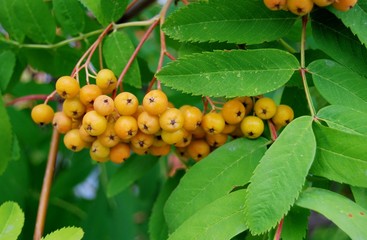 гроздь рябины