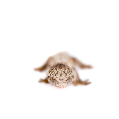 The New Caledonian giant gecko on white