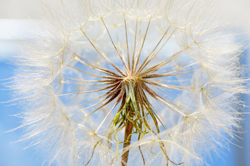 Half fluffy dandelion closeup