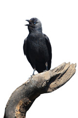 Wild Jackdaw