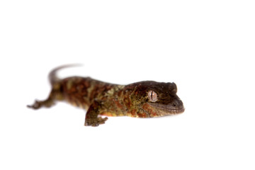 Mossy New Caledonian gecko isolated on white