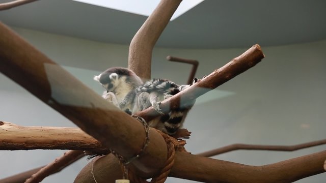 lemurs at the zoo