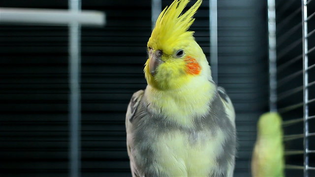 Medium shot of Cockatiel in iron cage