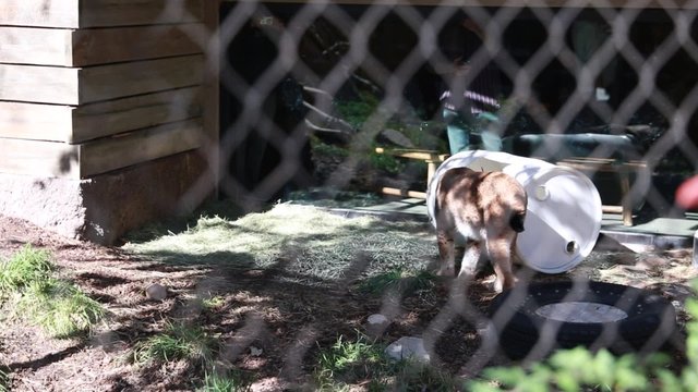 a lynx at the zoo