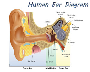 Human Ear Diagram