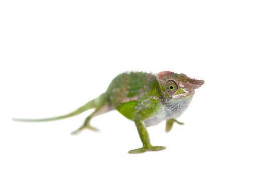 Fischer's chameleon, Kinyongia fischeri on white