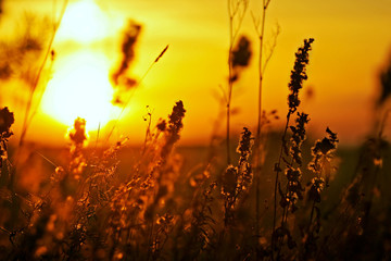 meadow grass at sunset