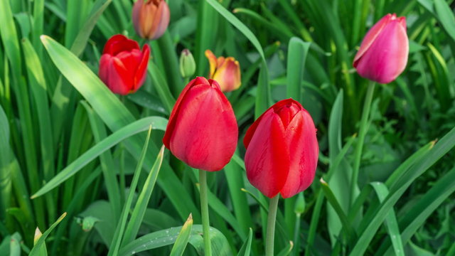 Раскрывающиеся бутоны тюльпанов, таймлапс
