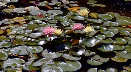 Five Water Lilies/Five colored Lily flowers