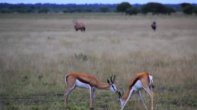 Springbok in field