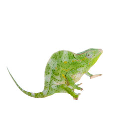 Usambara giant three-horned chameleon, on white