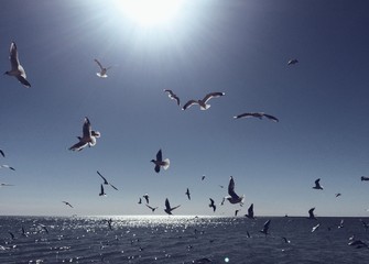 Flying seagulls