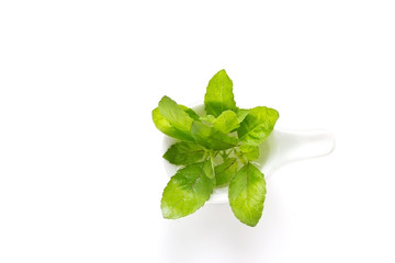 Vibrant green basil in white modern spoon on white background