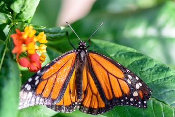 Monarch Butterfly (Danaus plexippus) (male)