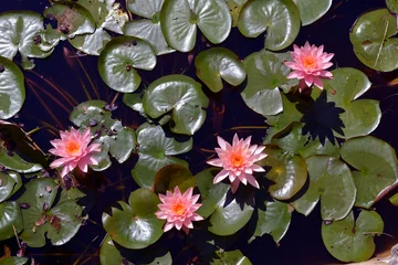 Crédence de cuisine en verre imprimé Nénuphars Four Pink Water Lilies/Birds eye view of four Lotus Flowers