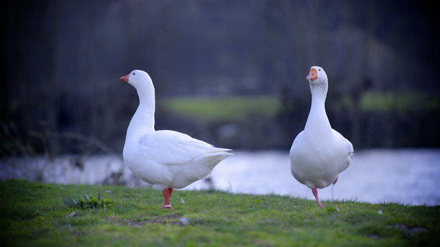 Goose stand on one feet 4K