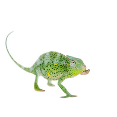 Usambara giant three-horned chameleon, on white