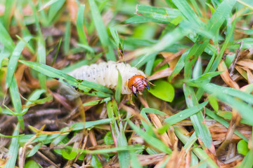 White grub of cockchafer on green grass