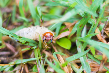 White grub of cockchafer on green grass