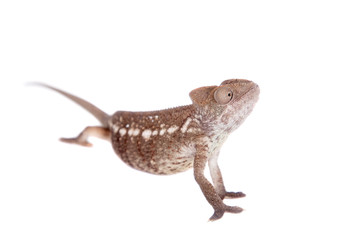 The Oustalets or Malagasy giant chameleon on white