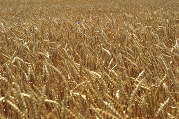 Wheat