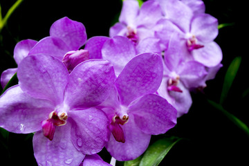 Fototapeta na wymiar Beautiful purple Orchid on black background