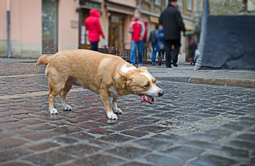Hungry homeless dog eats a part of chicken meat