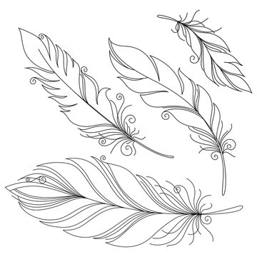 Vector Peerless Decorative Feather