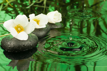 Fototapeta na wymiar Beautiful white flowers among the black stones in the rain