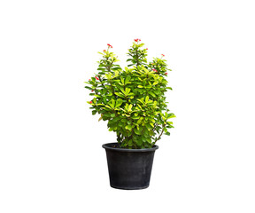 green plant and flower in flowerpot on isolated background