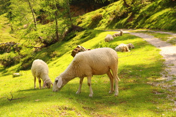 Obraz na płótnie Canvas Sheep in the mountain landscacpe