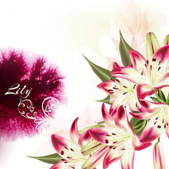 Illustration or background with pink lily flowers and watercolor