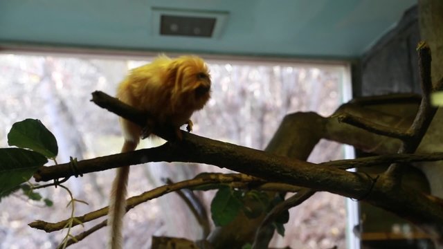 a monkey in captivity in a zoo