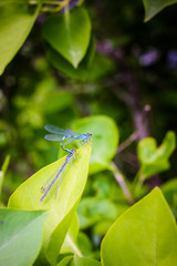 Two Blue Damselflies