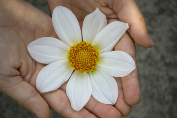 White flower carefully handle