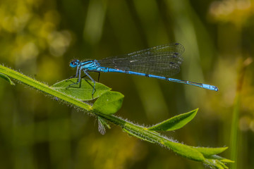 Hufeisenazurjungfer (Coenagrion puella)