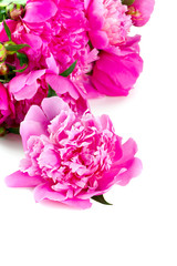 Fototapeta premium peonies isolated on white